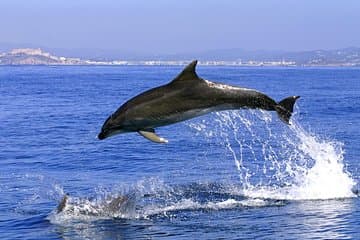 Gibraltar Dolphins Full Day Trip from Costa del Sol in destination
